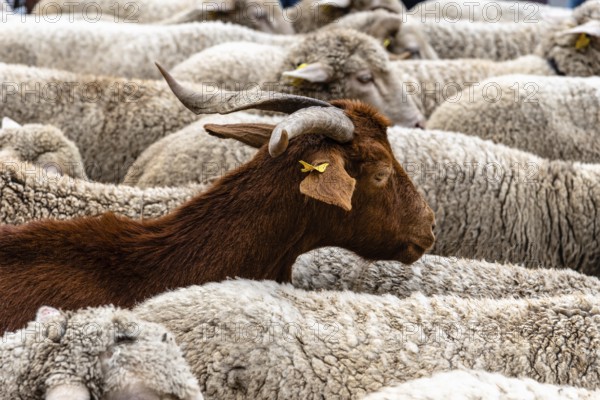 Flock of sheep passing through a cattle route. Close-up view