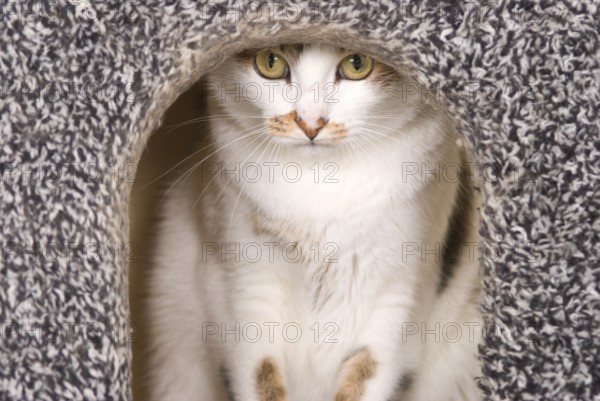 Cat peeking out from a cozy, grayish textured shelter