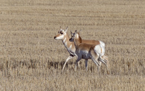Prairie Pronghorn Antelope In Spring Saskatcherwan Canada