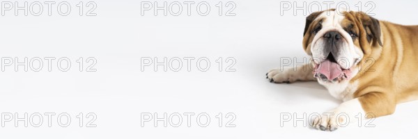 An English Bulldog is lying with its mouth open on a white background. The English Bulldog is a purebred dog with a pedigree. The breed of dog belongs to the moloss group. Panoramic frame