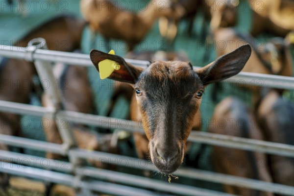 Brown goat leaned out from behind a fence on a farm. Portrait.