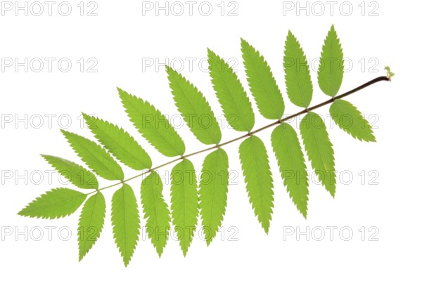 Rowan (Sorbus aucuparia) one leaf isolated against a white background Rowan leaf (Sorbus aucuparia) isolated against a white background