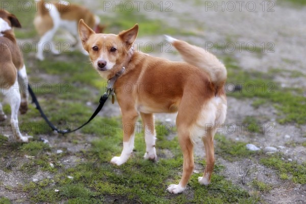 Red-haired mongrel small dog outdoor close-up portrait