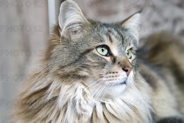 Maine Coon cat, portrait, pedigree cat, animals, mammals, resting, Maine-Coon, pet, domestic cat, Hesse, Federal Republic of Germany