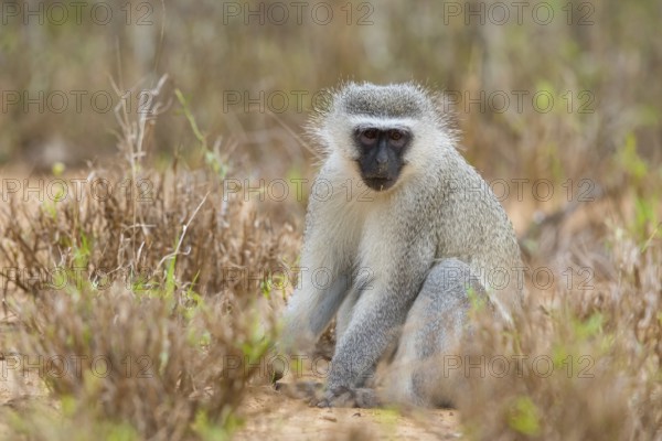 Vervet Monkey, (Chloroebus pygerythrus), vervet monkey, monkey, monkeys, primate, primates, family of vervet monkeys, mmerkatzen, Mkuze Game Reserve, Mkuze, KwaZulu-Natal, S¸dafrika