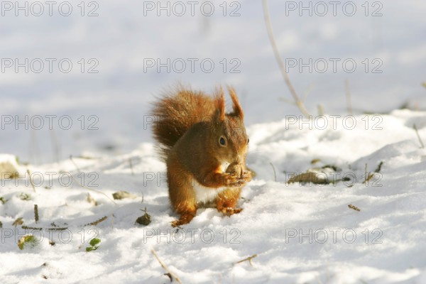 A Eurasian red squirrel (Sciurus vulgaris) in the snow eating a walnut, Winter Federal Republic of Germany