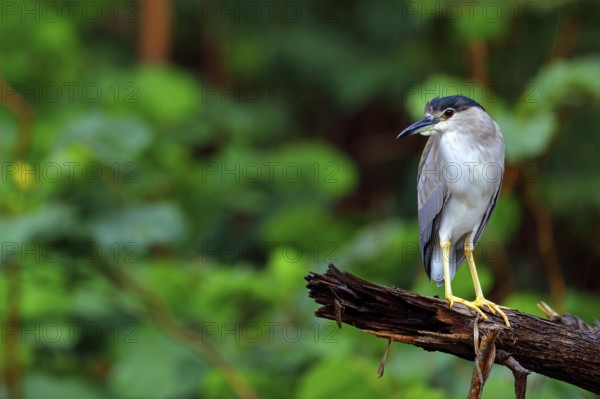 Black-crowned black crowned night heron (Nycticorax nycticorax), Bihoreau gris, HÈron bihoreau, Martinete Com?n, Ayn Razat, Salalah, Dhofar, Oman