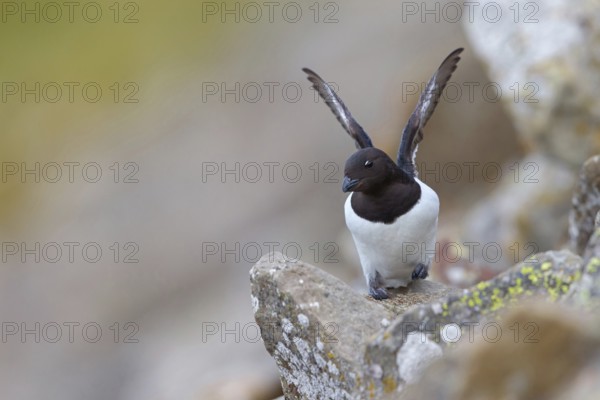 Cory's Grebe, Plautus alle, Dovekie, Little Auk, Mergule nain, MÈrgulo atl-ntico, Longyearbyen, Svalbard / Spitsbergen, Norway