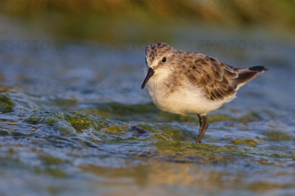 Little stint (Calidris minuta), Bécasseau minute, Correlimos Menudo, Kalloni Salt Pans, Lesvos, Greece