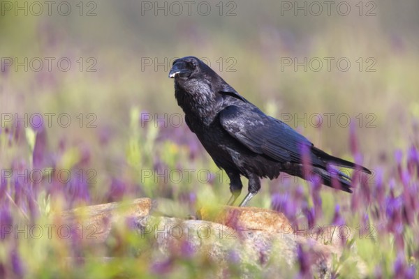 Raven, Common Raven, Raven, (Corvus cor), Grand Corbeau, Hides De Calera / Valley Hide, Calera Y Chozas, Castilla La Mancha / Toledo, Spain