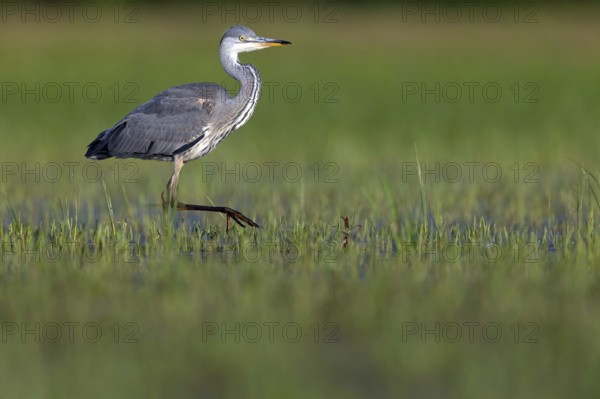 Grey grey heron (Ardea cinerea), Foraging, Boat Trip, Tiszaalpár, Kiskunsági National Park, Bács-Kiskun, Hungary