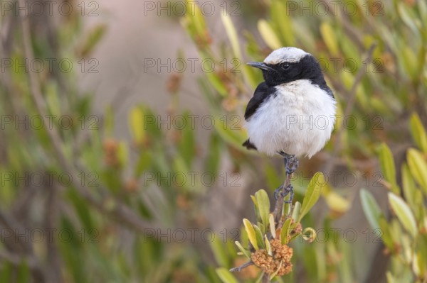 Arabian wheatear, Arabian wheatear, (Oenanthe lugentoide, Middle East, Oman, Jabal Samhan, Salalah, Dhofar, Oman