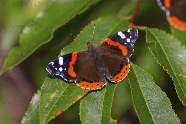 Red admiral (Vanessa atalanta), Pyrameis atalanta, butterfly, butterfly, insect, insects, (Aglais io), Amrum, North Frisia, Schleswig-Holstein, Federal Republic of Germany