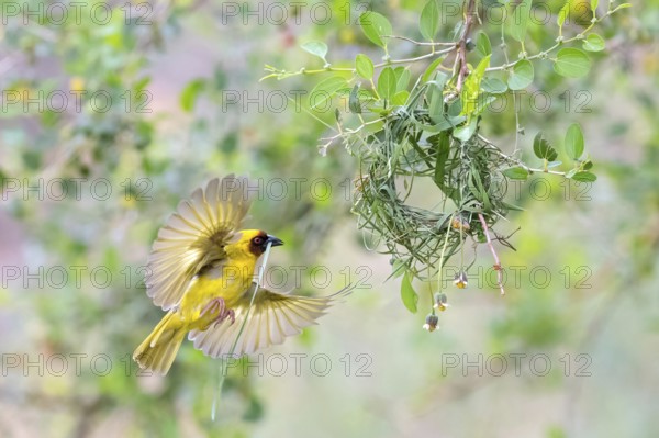 Ruppell's Weaver, Rueppell's Weaver, (Ploceus galbula), weaver bird building a nest, weaver birds, Ayn Razat, Salalah, Dhofar, Oman