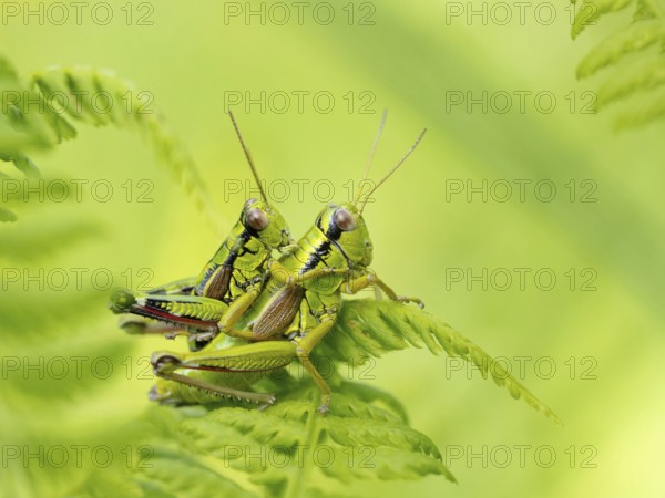 Green mountain grasshopper (Miramella alpina), Grasshopper, Green Mountain Grasshopper, grasshopper, insect, insects, close-up, Black Forest, Feldberg region, Baden-Württemberg, Federal Republic of Germany