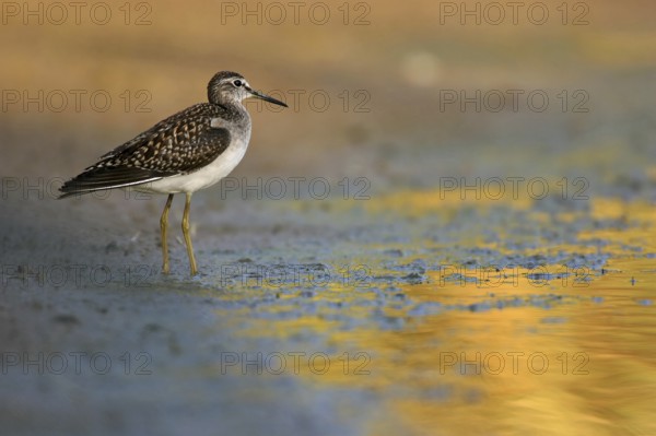 Wood sandpiper (Tringa glareola), Chevalier sylvain, Andarríos Bastardo, Raysut, Salalah, Sohar, Oman