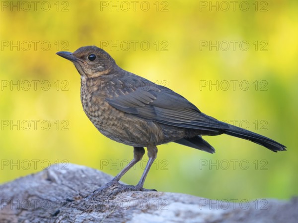 Blackbird (Turdus merula), one, individual, biotope, habitat, perch, garden, Neuhofen, Rhineland-Palatinate, Federal Republic of Germany
