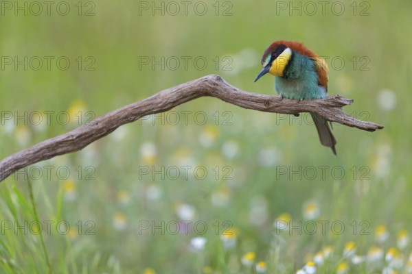 Bee-eater, (Merops apiaster), perch, individual, wild flowers, Tiszaalp-r, Kiskuns-gi National Park, B-cs-Kiskun, Hungary