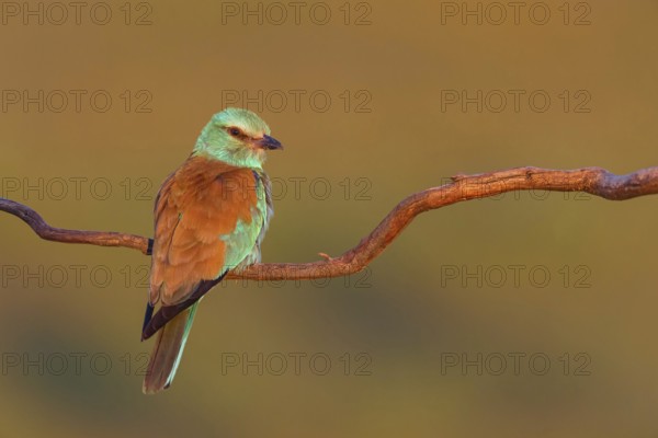 European roller (Coracias garrulus), on a perch