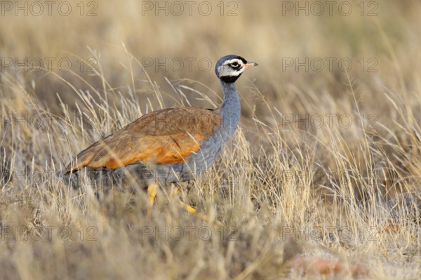 Blue bustard, (Eupodotis caerulescen), Blue Bustard, Blue Korhaan, Outarde plombée, Sisón azulado