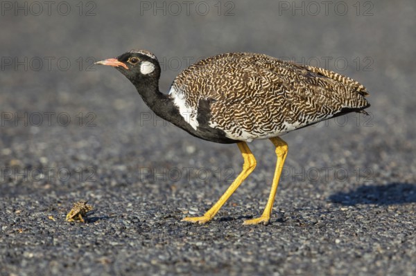Black bustard (Afrotis afra), Afrotis atra, Eupodotis afra, Black Bustard, Southern Black Korhaan, West Coast National Park, Langebaan, Western Cape, South Africa