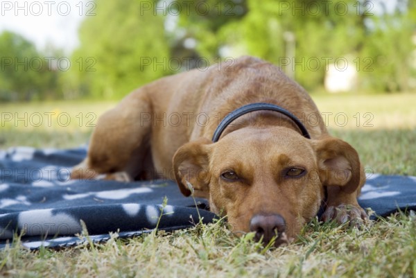 A brown dog laying outdoor
