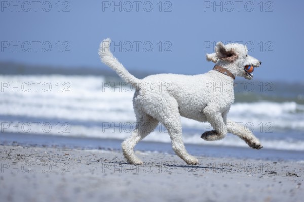 A white dog, King Poodle runs along the beach while the sea rushes in the background, Groede, Zeeland, Netherlands