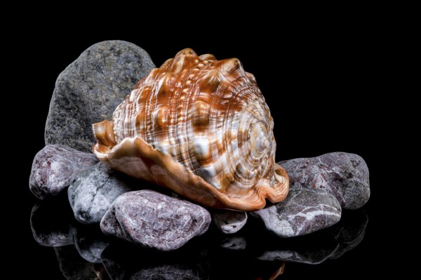 A polished Cypraecassis rufa shell resting on a bed of stones, showcasing its vibrant color and intricate texture, Odessa, Ukraine