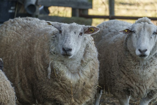 Close-up of a peacefully looking sheep in a stable, ramsdorf, münsterland, germany