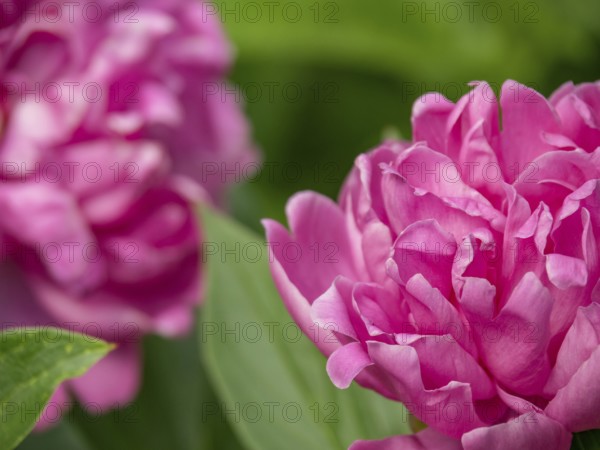 Close-up of pink peony blossoms, Borken, münsterland, germany