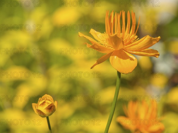Bright orange flower with a flower bud, spring mood, Borken, münsterland, germany