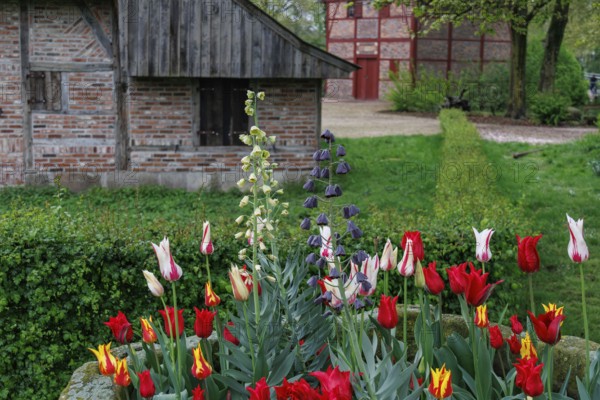 A colourful flower bed full of tulips in front of a half-timbered house, surrounded by lush greenery, vreden, münsterland, germany