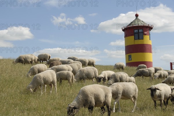Flock of sheep on a hill with lighthouse and clear sky in the background, greetsiel, east frisia, germany