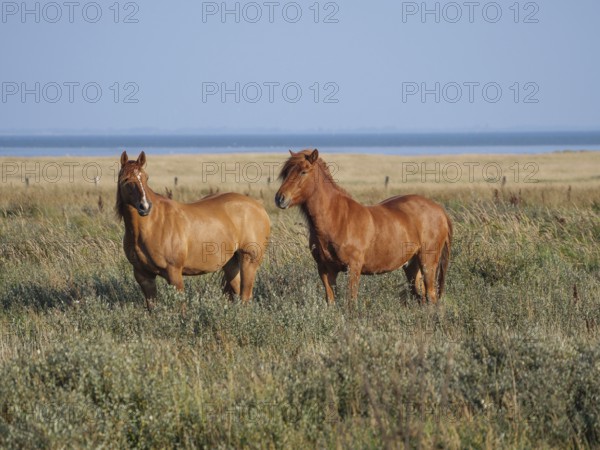 Two brown horses grazing on a wide meadow under a blue sky, juist, east frisia, germany