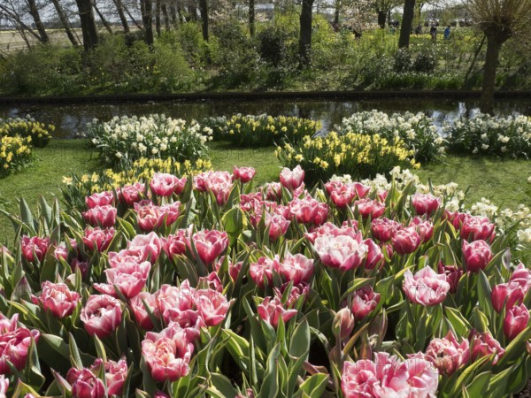 Garden with blooming tulips and an adjacent small watercourse in spring, Amsterdam, Netherlands