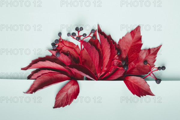 Bouquet of red leaves and blue berries of wild grapes on pastel blue background