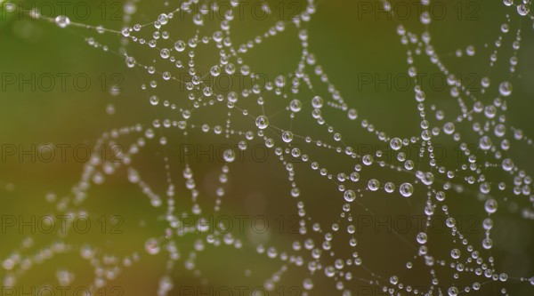 Morning dew in a spider's web
