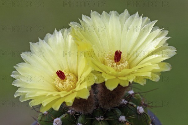 Parodia ottonis (Parodia ottonis)
