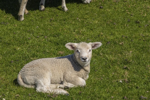 Sheep on the dyke, Beltringharder Koog, North Frisia, Schleswig Holstein, Germany
