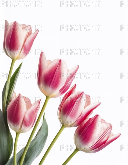 Pink tulips isolated flowers on white background