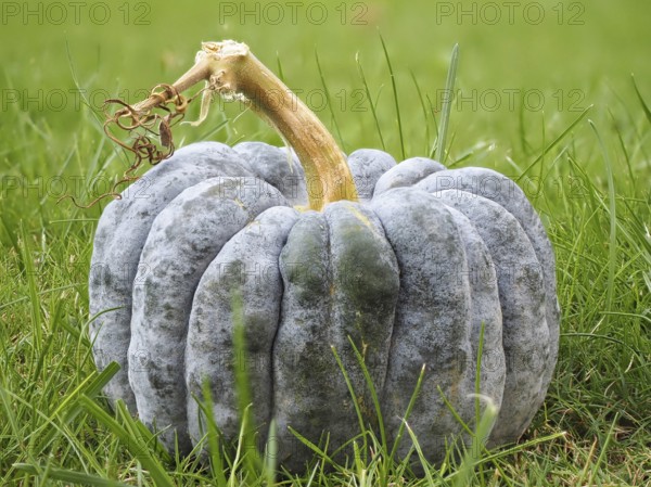 Pumpkin family (Cucurbitaceae), ornamental pumpkin, blurred background, North Rhine-Westphalia, Germany