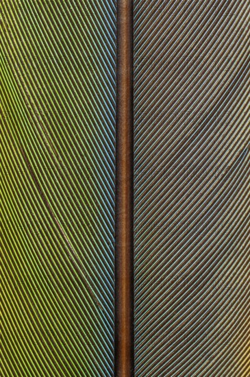 Detail of parrot feathers with bright colors