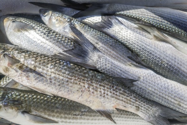 Fresh Gray Mullet Fish at the Fish Market (Mugil cephalus) Fresh Fish