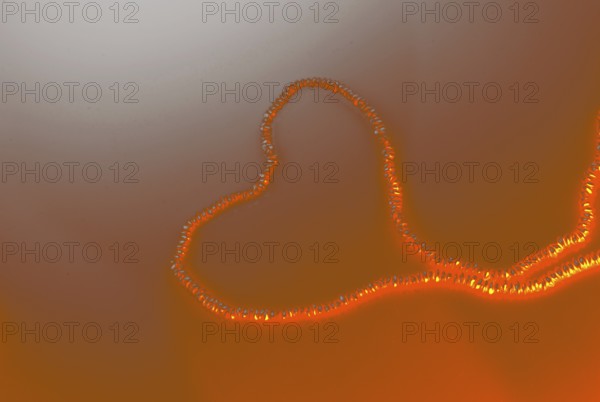 Pearl necklace is placed on white background