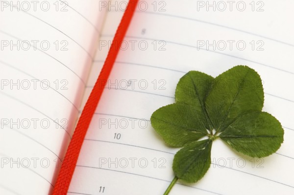 Four Leaf Clover and New Day