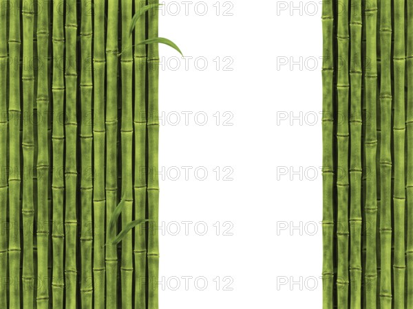Bamboo Over The White Background