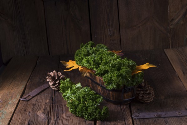 Kale Braßica oleracea