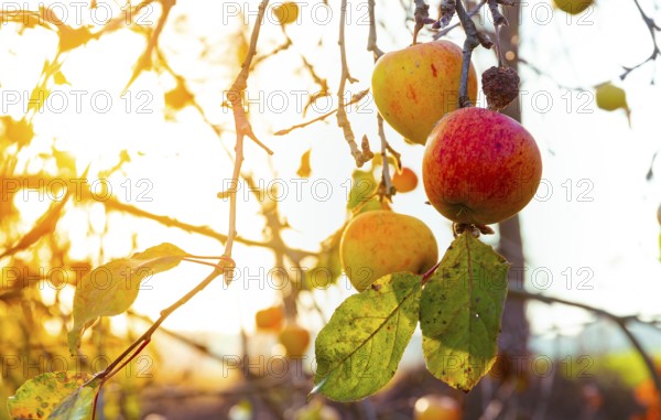 Apples on a branch with leaves