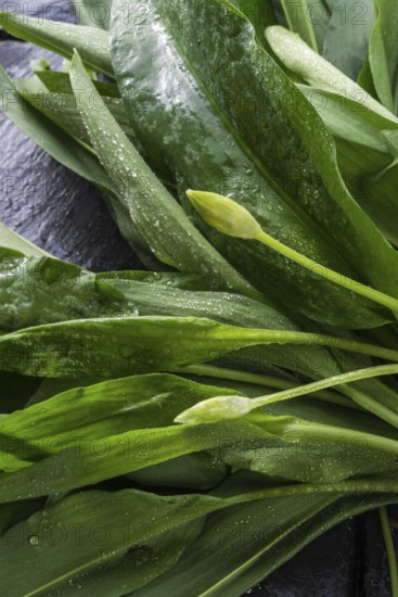 Wild garlic