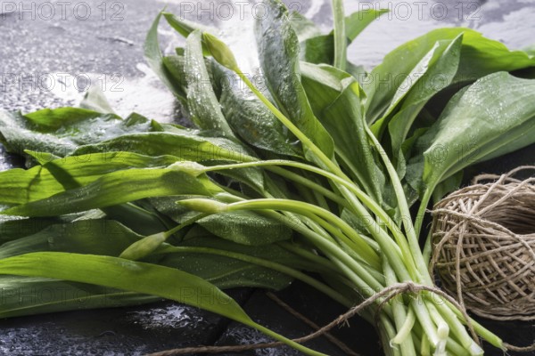 Bear's garlic